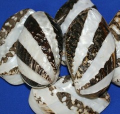 FROG CLAM PAIRS,seashells,beach decor,collectibles, display,all occasion SS-57