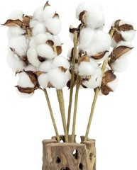 Cotton Stems Proflora All Natural Dried 3 Ball – 18pcs, 14.5”