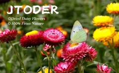 Dried Flowers Bouquet Natural Daisy – 40 PCS Multicolor Daisies Dried
