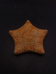 Culcita novaeguineae pillow star fish. 57mm starfish sea shell #17241
