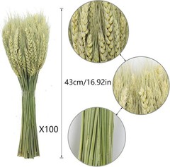 100 Pcs Dried Wheat Stalks Bundle Natural Dried Wheat Sheaves Stems Wheat
