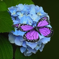 AQUEENLY Monarch Butterfly Decorations Purple Butterflies for Crafts Premium