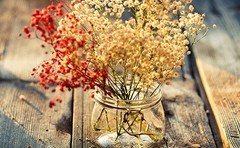 50Pcs Mini Dried Baby’s Breath Flowers, 6” Natural Ivory White Flowers