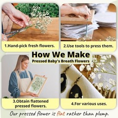 90Pcs Mini Dried Pred Baby’s Breath Flowers Bulk – Natural Flat Real