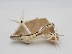 Decorated Exotic Seashell Glamorous Beach Decor Great Gift Beach Wedding