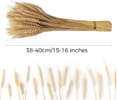 200 Stems Dried Wheat Stalks Natural Wheat Bundle for Home Decor, Crafts