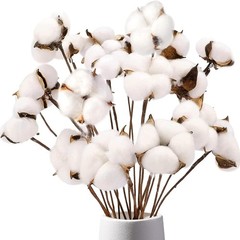 Cotton Stems 8 Pas with 15 Bolls, Natural Dried Flowers Cotton