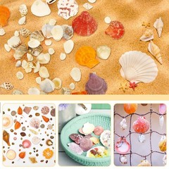 Mixed Sea Shells, 100+ Pcs Beach Seashells Starfish, Various Sizes Ocean Seas…