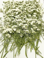 100 pcs White Baby’s Breath Real Natural Dried Pred Flowers for Resin