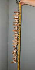 Beach Wedding Table Runner Centerpiece Oyster Shells Driftwood, 33″+ G-83