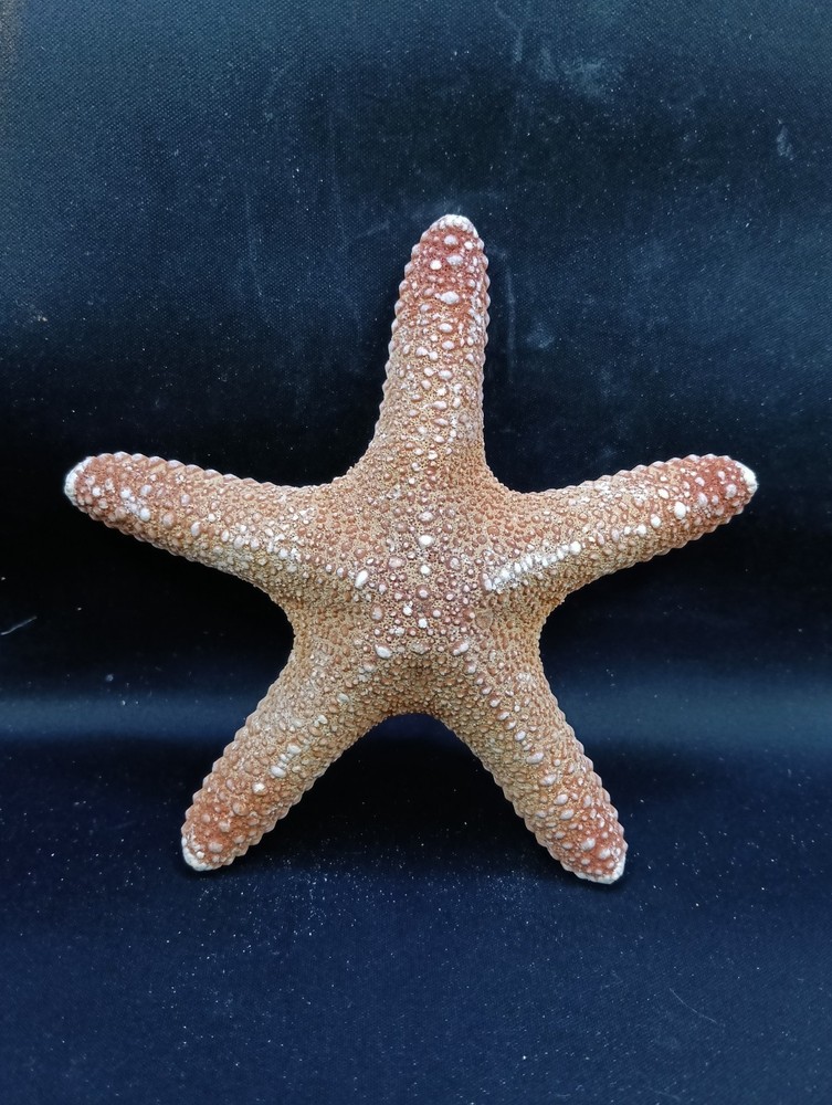 Preserved jungle starfish. 5.8″ Sea shells Beach home decor. #13893