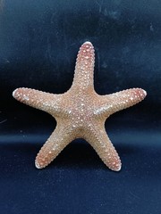 Preserved jungle starfish. 5.8″ Sea shells Beach home decor. #13893