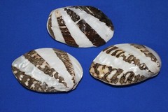 FROG CLAM, Large,semi, Pearl White Clamshell Pairs,beach decor,gifts SS-57