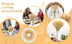 17.7 Inches Dried Wheat Stalks, 100 Stems Dried Flowers Natural