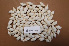 NASSARIUS RECTICULATA, White Wedding Supply, Coastal Wedding, Seashells, SS-500