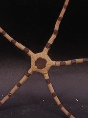 Ophiolepis superba starfish 160mm oddity sea shells decor. #17048
