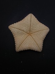 Culcita novaeguineae pillow star fish. 73mm starfish sea shell #17240