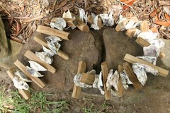 Beach Wedding Table Runner Centerpiece Oyster Shells Driftwood, 33″+ G-83