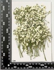 100 pcs White Baby’s Breath Real Natural Dried Pred Flowers for Resin