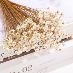 200 Pcs Natural Dry Flowers White Mini Dried Star Daisy Floral