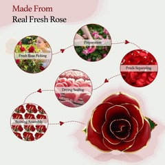 Gold Dipped Rose 24k Red Gold Plated Rose – Everlasting Long Stem Real Rose E…