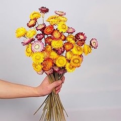 24 Pcs Natural Dried St Flowers Daisy, Oran Dried Flowers