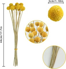 30Pcs Natural Dried Flowers Craspedia Billy Balls Flowers Billy