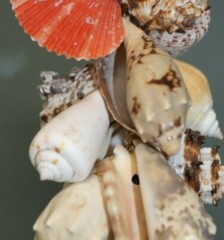 Seashell Wedding Tabletop Centerpiece Cluster of Natural Whole Seashells, G-04