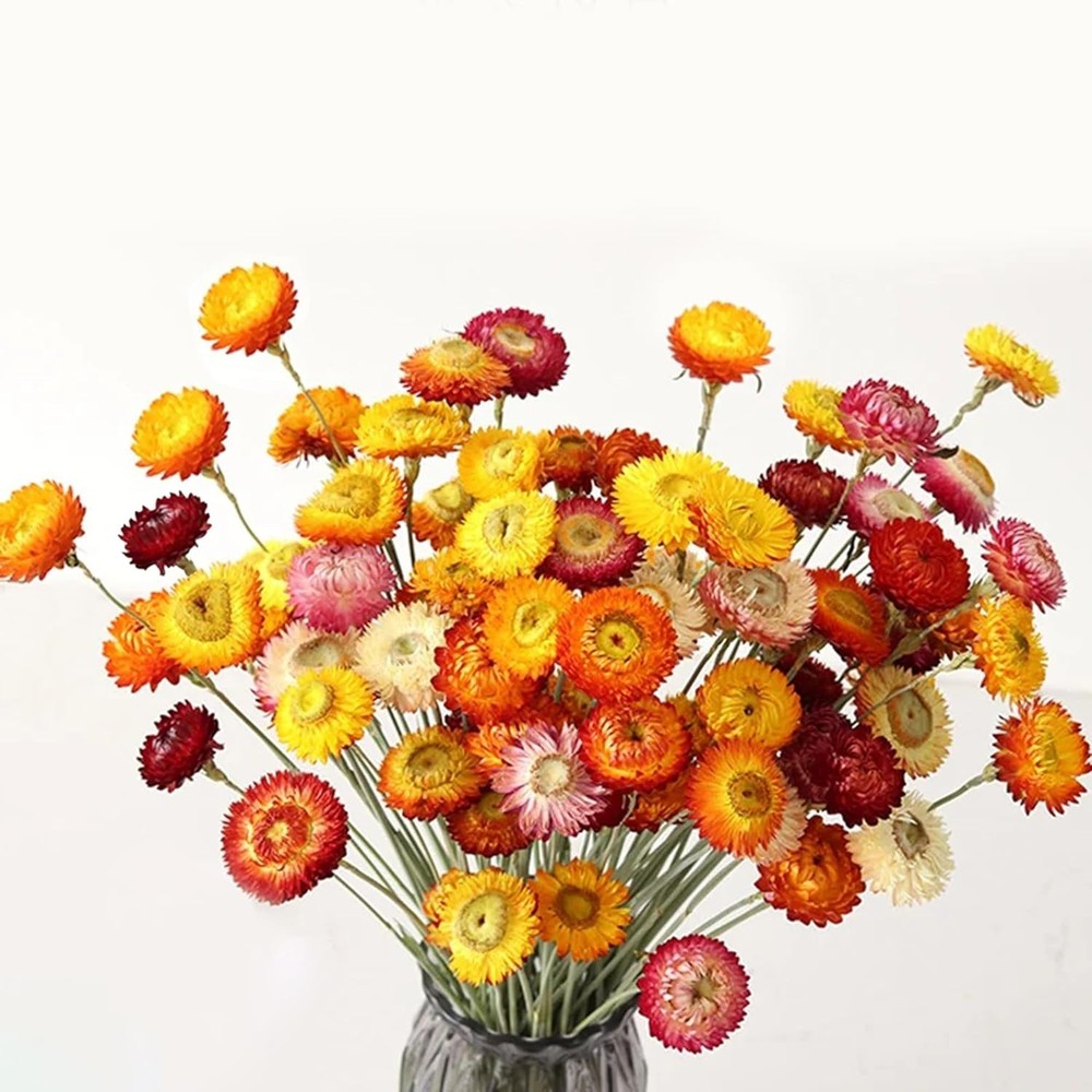 24 Pcs Natural Dried St Flowers Daisy, Oran Dried Flowers