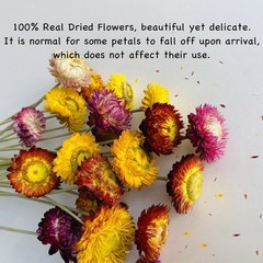 30Pcs Natural Dried Daisy Flowers Stems – Real Natural Dried Flowers