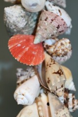 Seashell Wedding Tabletop Centerpiece Cluster of Natural Whole Seashells, G-04