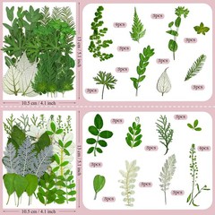 100 Pcs Dried Pred Flowers Leaves for Resin s, Real Natural Bulk