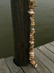 Beach Wedding Natural Ocean Decor Driftwood Garland, Handcrafted, 5 feet, Nordic