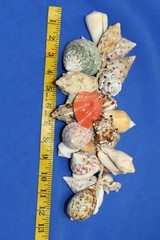 Seashell Wedding Tabletop Centerpiece Cluster of Natural Whole Seashells, G-04