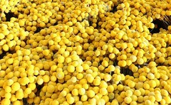 Toot 30Pcs Natural Craspedia Dried Flowers Yellow Billy Buttons Balls