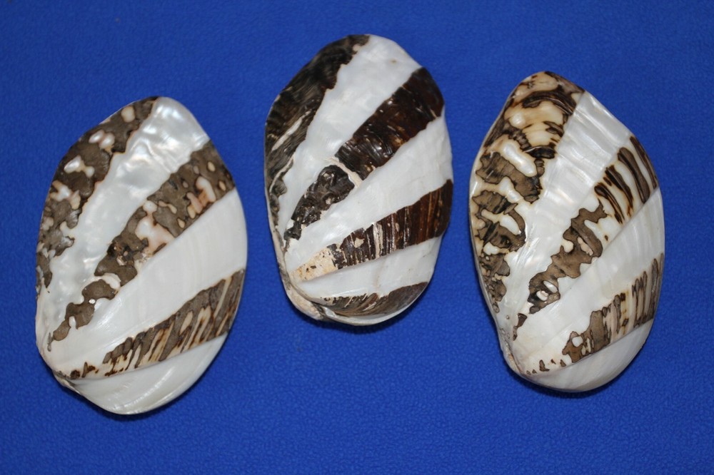 FROG CLAM PAIRS,seashells,beach decor,collectibles, display,all occasion SS-57