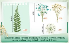 200 Pcs Pred Dried Flowers for Resin Art mi Majus Natural Pred
