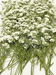 100 pcs White Baby’s Breath Real Natural Dried Pred Flowers for Resin