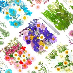 170Pcs+ Real Dried Pred Flowers Leaves Petals for Crafts-Beautiful