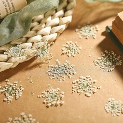 200 Pcs Pred Dried Flowers for Resin Art mi Majus Natural Pred