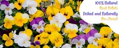 50 Pcs 10 Kinds Natural Dried Pred Edible Flowers for Cake per