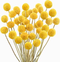 30Pcs Natural Dried Flowers Craspedia Billy Balls Flowers Billy