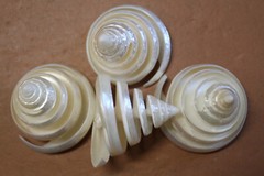 TECTUS PYRAMIS, Spiral Cut Seashells, White Wedding Seashells, Keepsakes CS-84