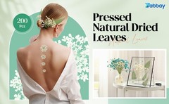 200 Pcs Pred Dried Flowers for Resin Art mi Majus Natural Pred