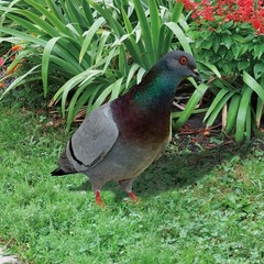 Note Outdoor Space Package Content Outdoor Package Content Garden Pigeon