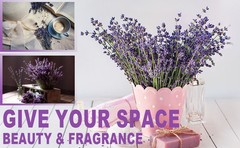 350 Stems 2 Bundles Dried Lavender Flowers, 17″ Natural ple Flowers