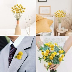 30Pcs Natural Dried Flowers Craspedia Billy Balls Flowers Billy
