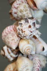 Seashell Wedding Tabletop Centerpiece Cluster of Natural Whole Seashells, G-04