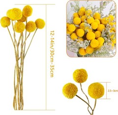 Toot 30Pcs Natural Craspedia Dried Flowers Yellow Billy Buttons Balls