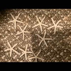 Starfish garland- finger/pencil- white- natural – 5-7″ REAL